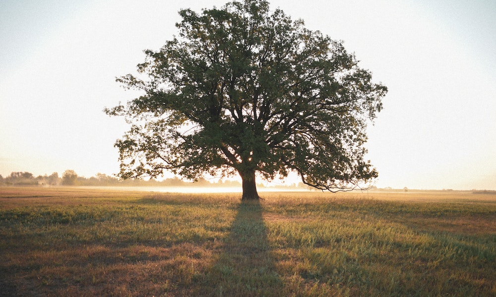 arbol