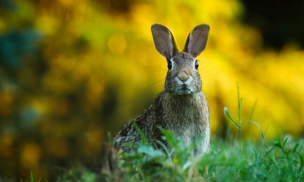 pascua